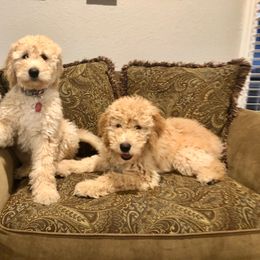 Goldendoodle Puppies from The Bruce Farm