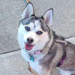 Journie - Pomsky