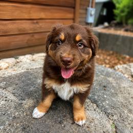 Australian Shepherd Puppies from McElroy Homestead Austrailian Shepherds