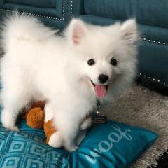 American Eskimo Dog Puppies from Soleil American Eskimos