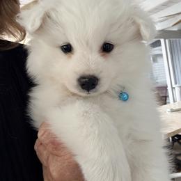 Saturn - White male American Eskimo Dog puppy in El Cajon, California from Sesi’s Legacy Kennels
