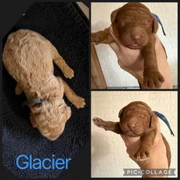 Glacier - Red  male Poodle puppy in Mount Vernon, Illinois from AMC Poodles