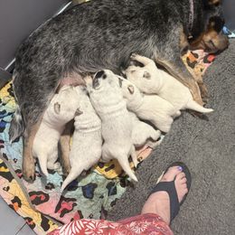 Australian Cattle Dog and French Bulldog Puppies from Sugarloaf French bulldogs and Australian cattle dogs