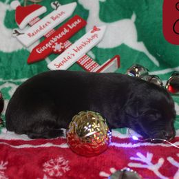Eve - Black tri-color female Australian Shepherd puppy in Mocksville, North Carolina from Trailblazing Aussies