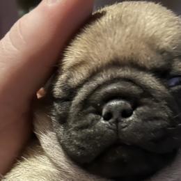 Australian Shepherds, Bernese Mountain Dogs, and Pugs from Enchanted Puppies