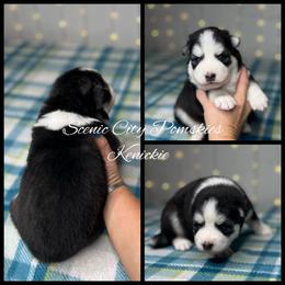 Kenickie - Black and white male Pomsky puppy in Rossville, Georgia from Scenic City Pomskies