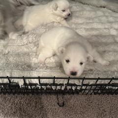 American Eskimo Dog Puppies from Bella's American Eskimos