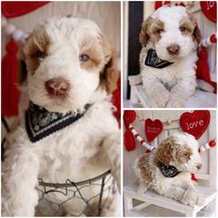 California parti - Cream male Whoodle puppy in Smallett, Missouri from Leshas Whoodles