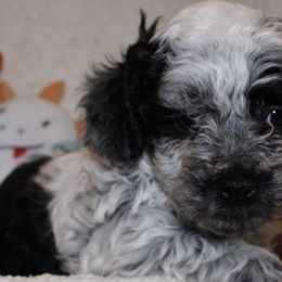 Australian Shepherds, Poodles, and Scottish Terriers from Not Of This World Aussies, Scottie’s, Poodles, & Doodles