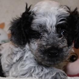 Australian Shepherds, Poodles, and Scottish Terriers from Not Of This World Aussies, Scottie’s, Poodles, & Doodles
