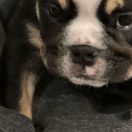 Bulldog Puppies from BUBBABULL