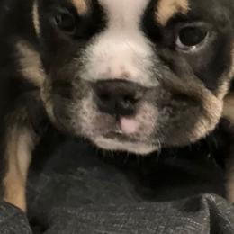 Bulldog Puppies from BUBBABULL