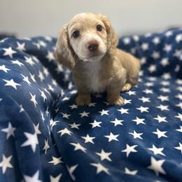 Blue boy - Cream male Dachshund puppy in Kissimmee, Florida from Dazzling Frenchies and Doxies