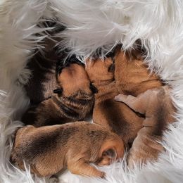 French Bulldogs from Deepwater Creek Kennels