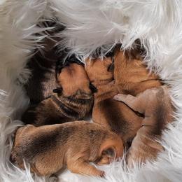 French Bulldogs from Deepwater Creek Kennels