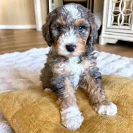 Galaxy - Tri-color male Bernedoodle puppy in Springville, Utah from Oodles of Bernedoodles
