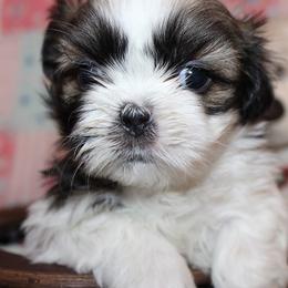 Boy 2 - Red and white male Shih Tzu puppy in Craig, Colorado from Rocky Mountain Shih Tzus and Dry Creek Miniature Dachshunds
