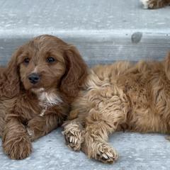 Double Doodles from North Lehi Doodles