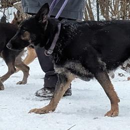 GRETA - German Shepherd