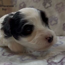 Male 1 - Black and white male Havanese puppy in Lovingston, Virginia from Tye River Havanese