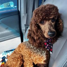 Susie “Susan” - Poodle