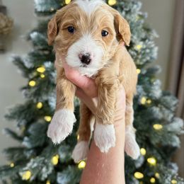 Jasper PENDING - Red male Bernedoodle puppy in Wamego, Kansas from Doodles of Oz