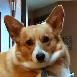 Pembroke Welsh Corgis from Bottom Of the Thumb Pembroke Corgis