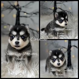 Coraline - Black and white female Pomsky puppy in Rossville, Georgia from Scenic City Pomskies