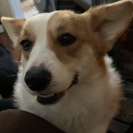 Arya - Pembroke Welsh Corgi