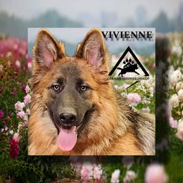 Miss "V"  or Viv - German Shepherd