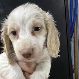 Hypnotic Girl 2 - Cream female Cairn Terrier puppy in Bigfork, Minnesota from Dachshunds Up North