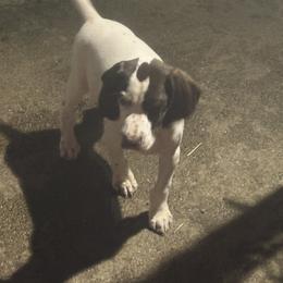 Black - Black roan male German Shorthaired Pointer puppy in New Bedford, Massachusetts from Foot Hunter Kennel