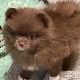 Coco - Chocolate female Pomeranian puppy in Spring, Texas from Cece’s Perfect Poms
