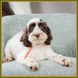 Stripe - Brown and white male Cockapoo puppy in Connersville, Indiana from Deaz Doodle Ranch