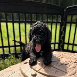 Captain Hook - Black male Goldendoodle puppy in Pittsburg, Texas from Peachy Pine Goldendoodles