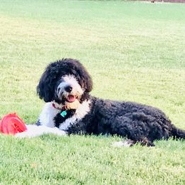Gundy - Bernedoodle