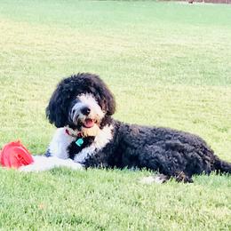 Gundy - Bernedoodle