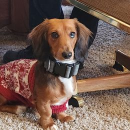 Indie - Dachshund