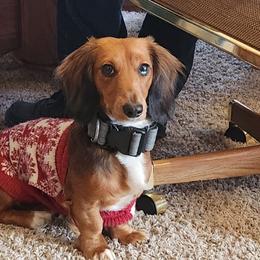Indie - Dachshund