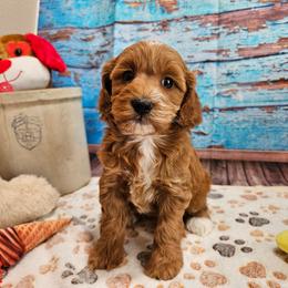 Isabell - Red female Cavapoo puppy in Lebanon, Missouri from Leerose Puppies