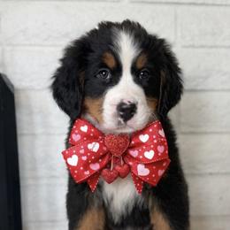 Bernese Mountain Dog and Cavalier King Charles Spaniel Puppies from Kiss A Doodlez