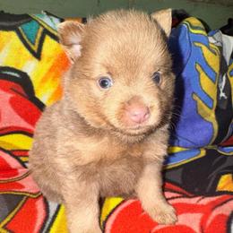 Boy b - Lavender male Pomeranian puppy in Knoxville, Tennessee from Thea's Puppies