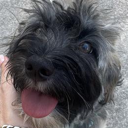 Easton - Black and tan male Havanese puppy in Clearwater, Florida from Havanese Loves