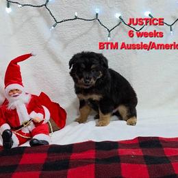 Justice - Black tri male Miniature Australian Shepherd puppy in Burwell, Nebraska from Irons Aussies