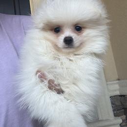 Rex - Cream male Pomeranian puppy in Corpus Christi, Texas from Crown Rose Pomeranians