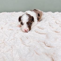 Boy 2 - Merle male Goldendoodle puppy in Springfield, Ohio from Dawson & Daryn's Royal Companions