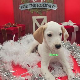 Lua Homozygous Rowan - White and lemon male Dalmatian puppy in Conrath, Wisconsin from JSF Dalmatians LLC