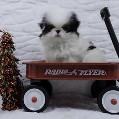 Jinu - Black tan and white male Japanese Chin puppy in Johnson City, Tennessee from Erin & Friends Japanese Chin