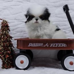 Jinu - Black tan and white male Japanese Chin puppy in Johnson City, Tennessee from Erin & Friends Japanese Chin