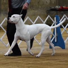 Hayden - Dogo Argentino